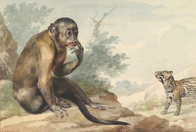 Una scimmia seduta su una roccia che guarda una zibetto, 1764 da Aert Schouman