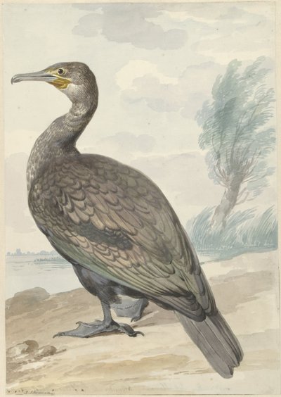 Cormorano da Aert Schouman