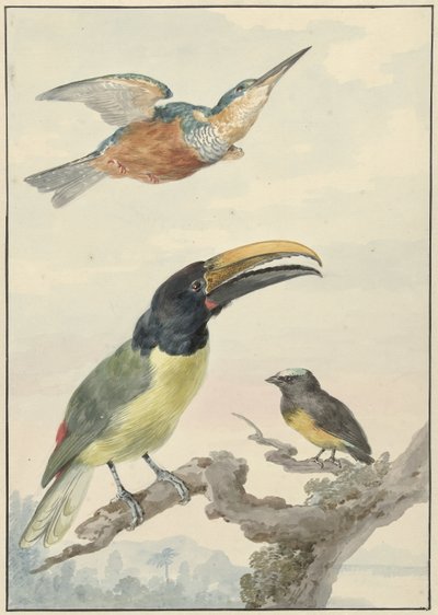 Tre uccelli: un martin pescatore, un tucano di Wied e un organista da Aert Schouman