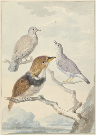 Tre uccelli, due colombe Inca e un cuculo crestato da Aert Schouman