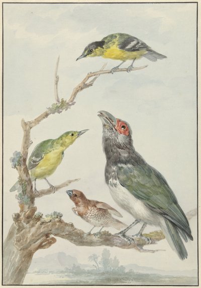 Quattro uccelli diversi su un ramo da Aert Schouman