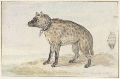Iena maculata da Aert Schouman