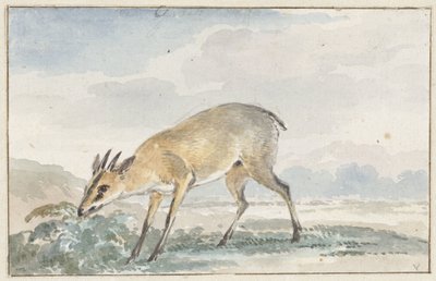 Antilope nana guineana o Sylvicapra Grimmia da Aert Schouman