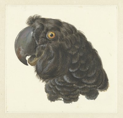 Testa di un Cacatua Testa di un Pappagallo da Aert Schouman
