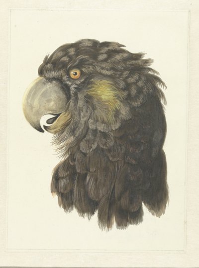 Testa di un Cacatua Testa di un Pappagallo da Aert Schouman