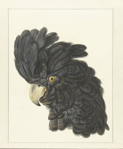 Testa di un cacatua da Aert Schouman