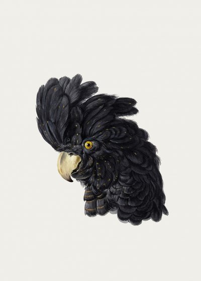 Testa di cacatua da Aert Schouman