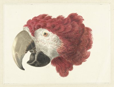 Testa di un pappagallo da Aert Schouman