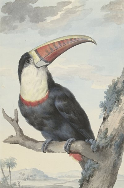 Tucano dal becco rosso da Aert Schouman
