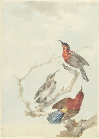 Tre uccelli solari cremisi da Aert Schouman