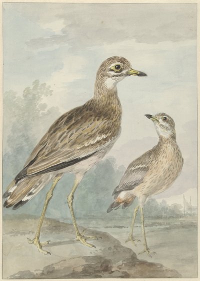 Due occhioni da Aert Schouman
