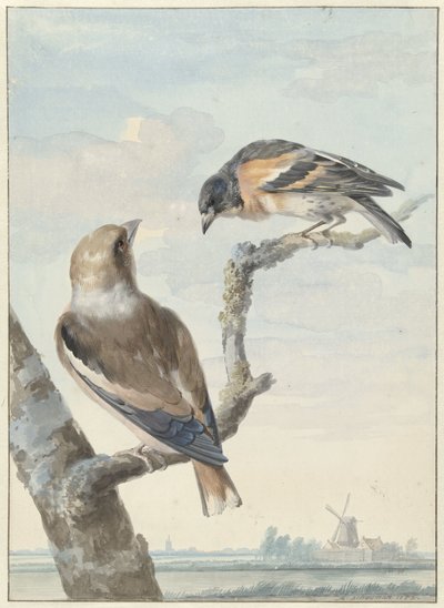 Due uccelli: un frosone (Coccothraustes coccothraustes) e un fringuello (Fringilla montifringilla) da Aert Schouman