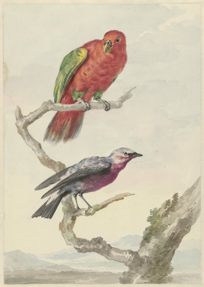 Due uccelli, tra cui un pappagallo rosso-verde da Aert Schouman