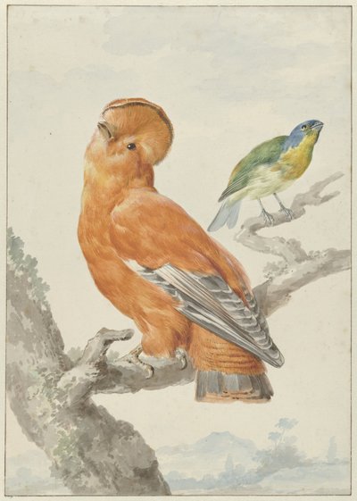 Due uccelli esotici da Aert Schouman