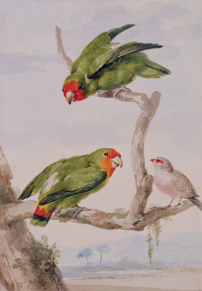 Due inseparabili dalla faccia rossa e un astrilde, 1756 da Aert Schouman