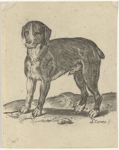 Cane in piedi da Agostino Carracci