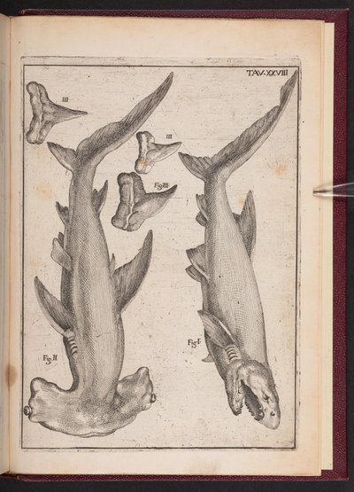 "Pesce mucca", "Pesce stampella", "Denti del pesce stampella", da "Speculazione vana disillusa dai sensi. Lettera responsiva sui corpi marini pietrificati che si trovano in vari luoghi terrestri", tavola 28 da Agostino Scilla