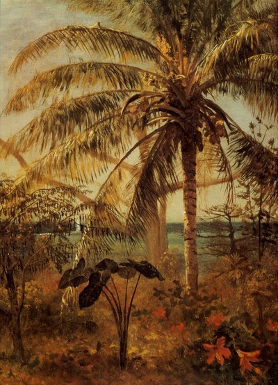 Palma, Nassau, 1892 da Albert Bierstadt