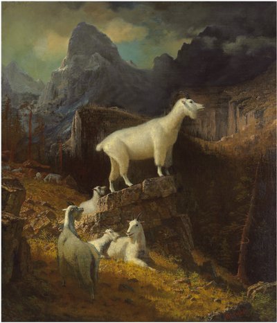 Capre delle Montagne Rocciose da Albert Bierstadt