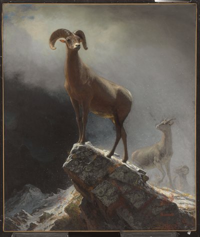 Pecora delle Montagne Rocciose o Big Horn, Ovis, Montana, c.1884 da Albert Bierstadt
