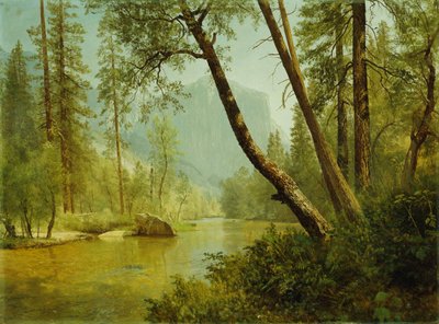 Foresta illuminata dal sole da Albert Bierstadt