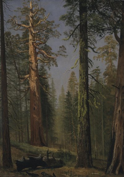 The Grizzly Giant Sequoia, Mariposa Grove, California da Albert Bierstadt