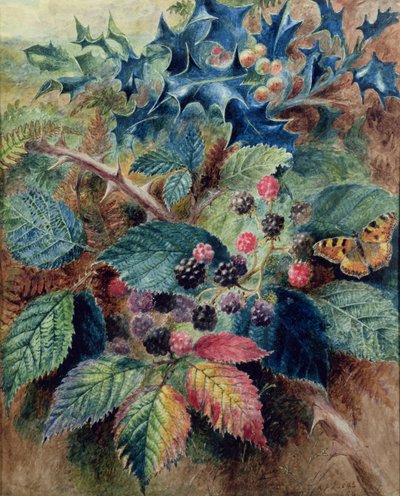 More e agrifoglio con una farfalla da Albert Durer Lucas