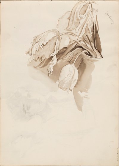 Tulipani da Albert Edelfelt