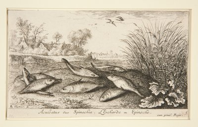 Aculeatus sive Spinachia. L da Albert Flamen