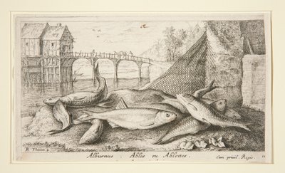 Alburno. Ables o Ablettes da Albert Flamen