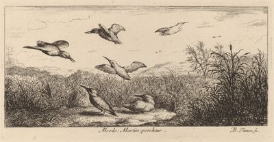 Alcedo, il martin pescatore da Albert Flamen