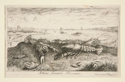 Astacus fluriatilis. L da Albert Flamen