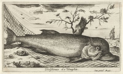 Delfino in una rete da pesca da Albert Flamen