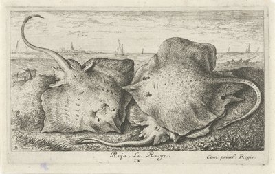 Tre razze sulla spiaggia (serie Pesci e altri animali marini - seconda serie di acqua salata) da Albert Flamen