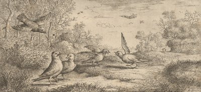 Garrulus, Gey The Jay: Livre d