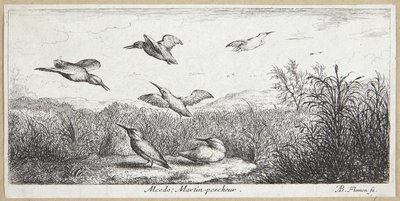 Il martin pescatore (Alcedo) da Albert Flamen