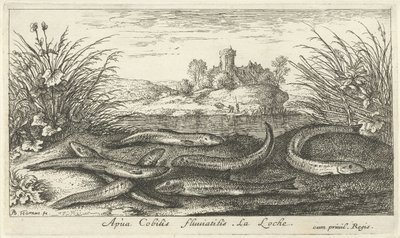 Cobiti di fango su una riva del fiume da Albert Flamen