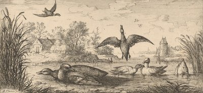 Querquedula, Cercelle Il germano reale: Livre d
