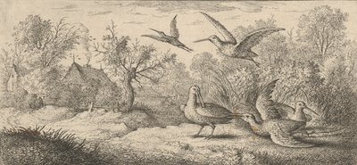 Rusticula, Beccaccia: Libro degli uccelli, 1655-1660 da Albert Flamen