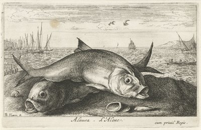 Due pesci di maggio sulla spiaggia (Vissen en andere zeedieren - zoutwater tweede reeks, Poissons de mer) da Albert Flamen