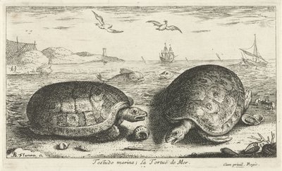 Due tartarughe sulla spiaggia da Albert Flamen