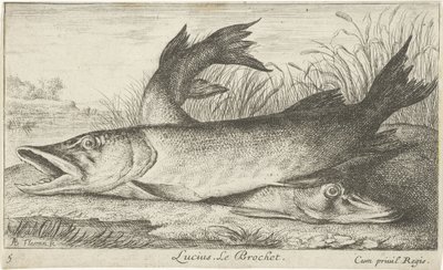 Due lucci su una riva del fiume da Albert Flamen