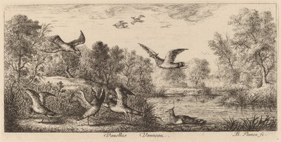 Vanellus, il pavoncella da Albert Flamen