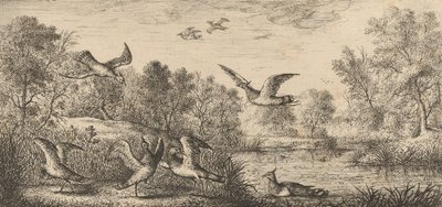 Vanellus, Vanneau: Libro degli uccelli, 1655-1660 da Albert Flamen