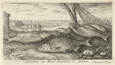 Quattro cavedani vicino a una rete da pesca da Albert Flamen