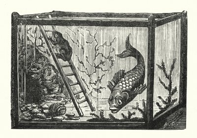 Pesce e rana in un acquario da Albert Robida