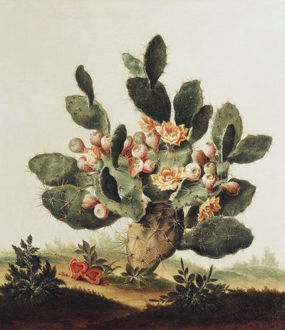 Natura morta di un cactus da Albert van der Eeckhout