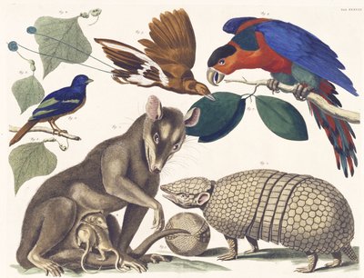 Tab. XXXVIII. Vol. I., da Locupletissimi Rerum Naturalium Thesauri, 1734-65 (incisione colorata a mano) da Albertus Seba