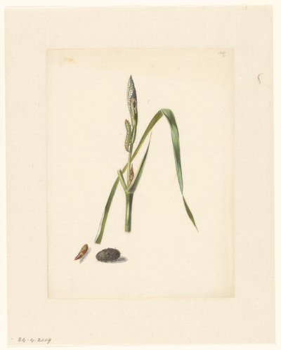 Studio di Iris con bruco, sotto un bozzolo e bruco avvolto da Albertus Steenbergen