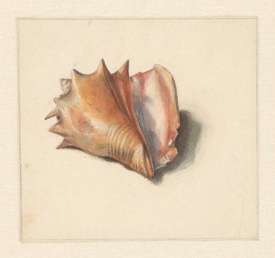 Studio di una conchiglia da Albertus Steenbergen